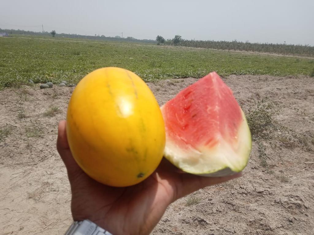Hajipur Bihar Farmer Earns Lakhs from watermelon farming agriculture