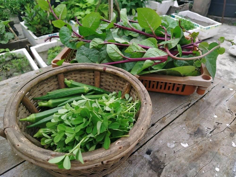 Assam Lawyer Growing Vegetables