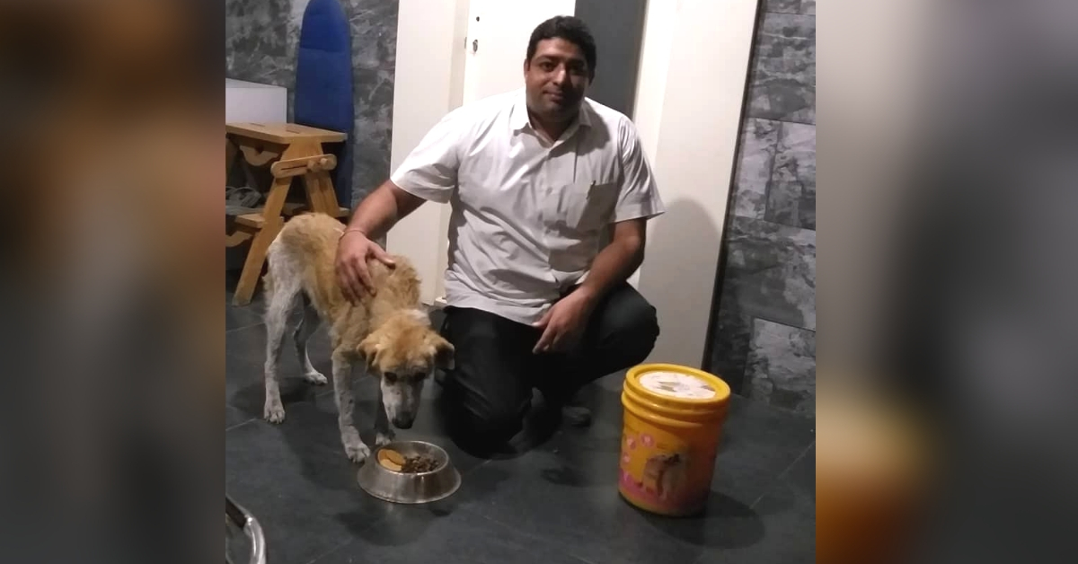 Stray Dog Rescue Doctor