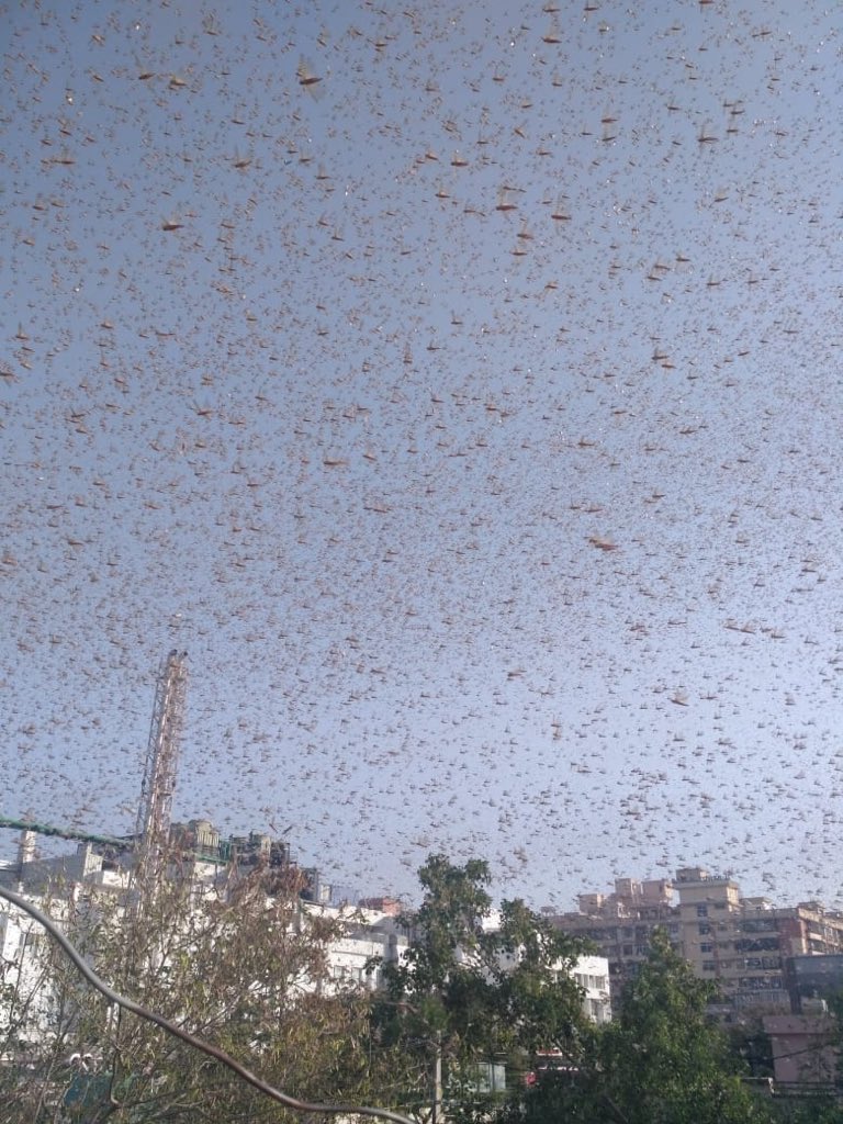 Locust Attack in India