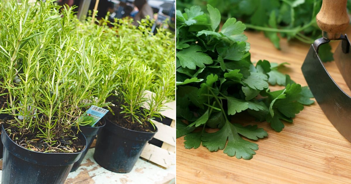 How to Grow Herbs