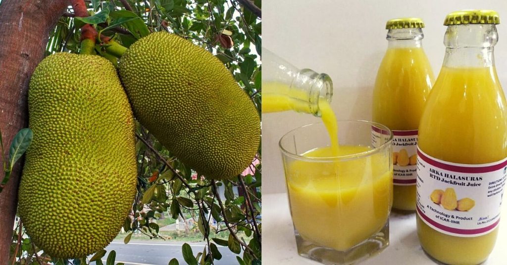 scientists Research Instant Jackfruit Juice