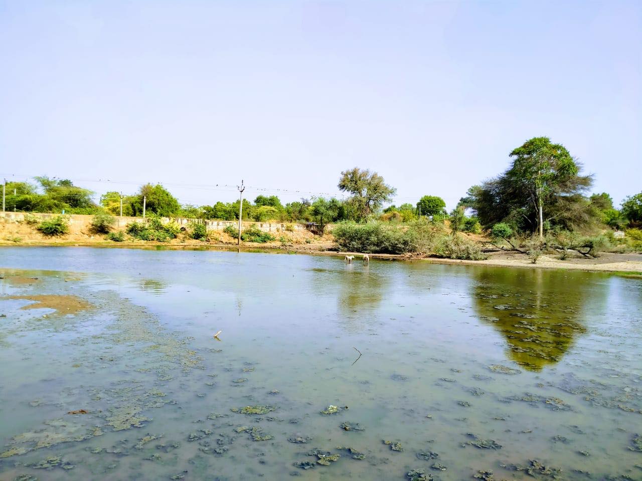 Gujrat Villagers filled pond animal