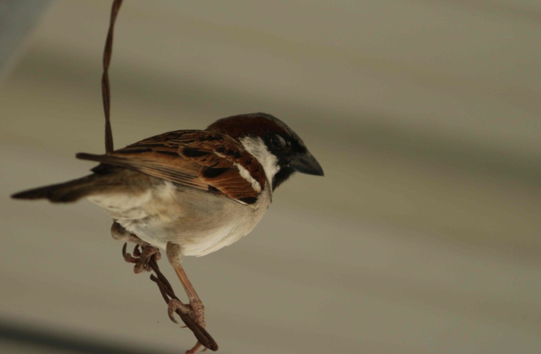 Sparrow Conservation