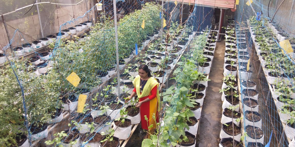 With 500 Grow Bags Kerala Woman Grows Food At Home
