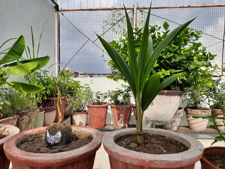 Grow Coconut Plant