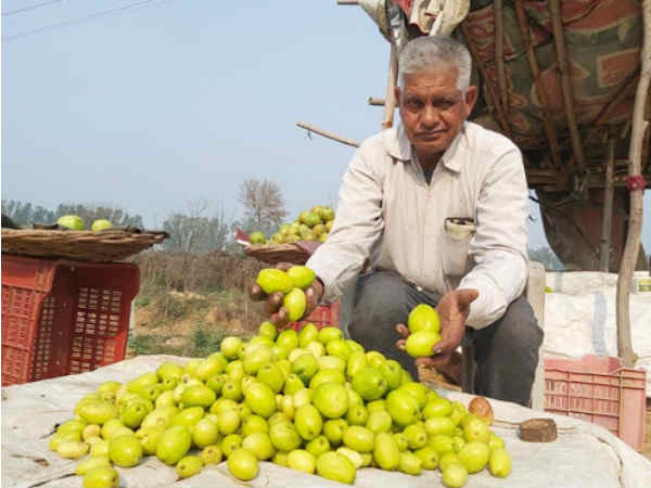 Haryana Farmer Satbir Poonia Growing Thai Apple Ber in his Farm