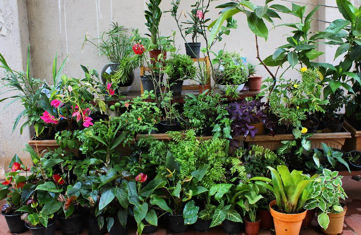 20 Tips to Grow Terrace Garden 