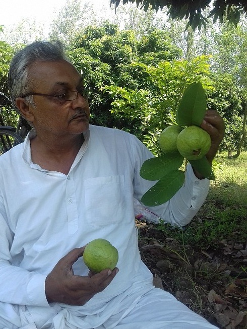 fruit farmer earns lakhs