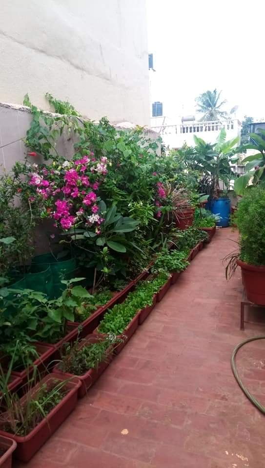 tips to grow terrace garden