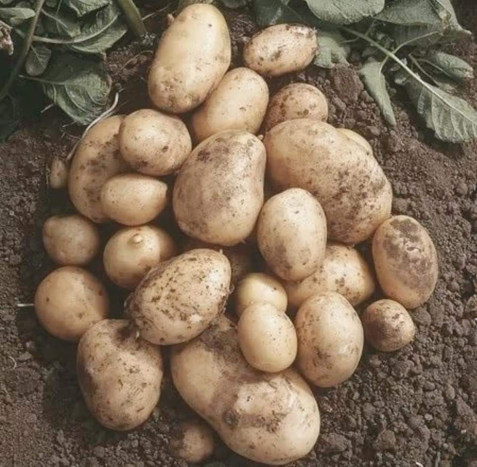 How to Grow Potato 