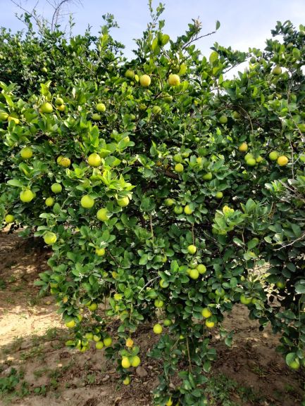 lemon farming