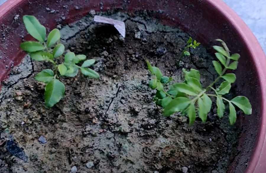 Grow Curry Leaves Plant