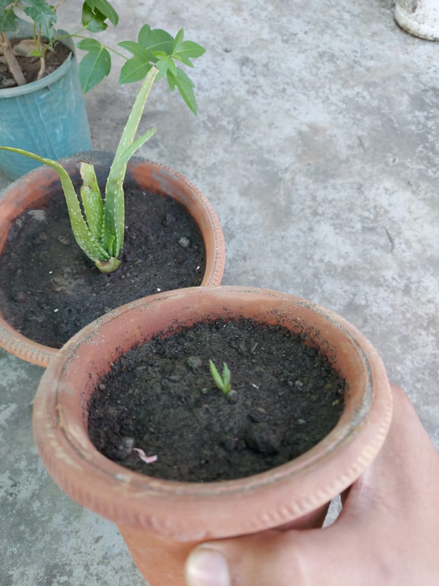 Tips To Grow Aloevera
