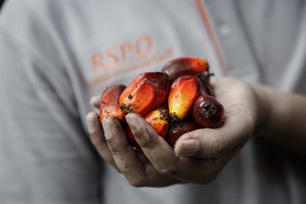 palm oil pros and cons
