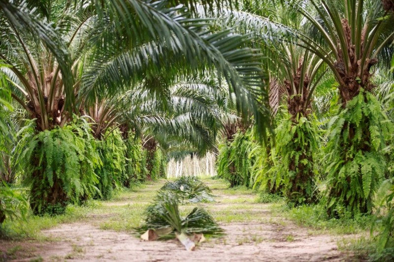 palm oil pros and cons