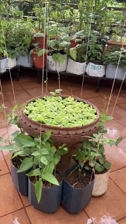 How To Grow Vegetables On Terrace
