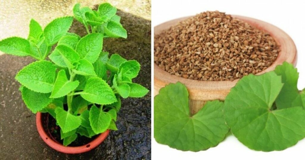 Tips to Grow Ajwain Know How to Grow Ajwain in Pots