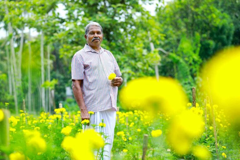 Kerala Marigold farming