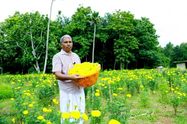 Kerala Marigold farming