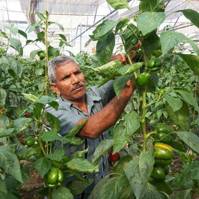Ex-Army Man Turns Organic Farmer