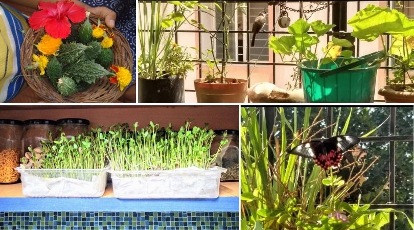 Balcony Gardening in Bengaluru
