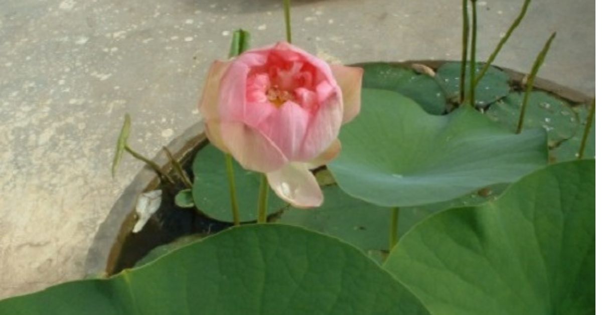Grow Lotus