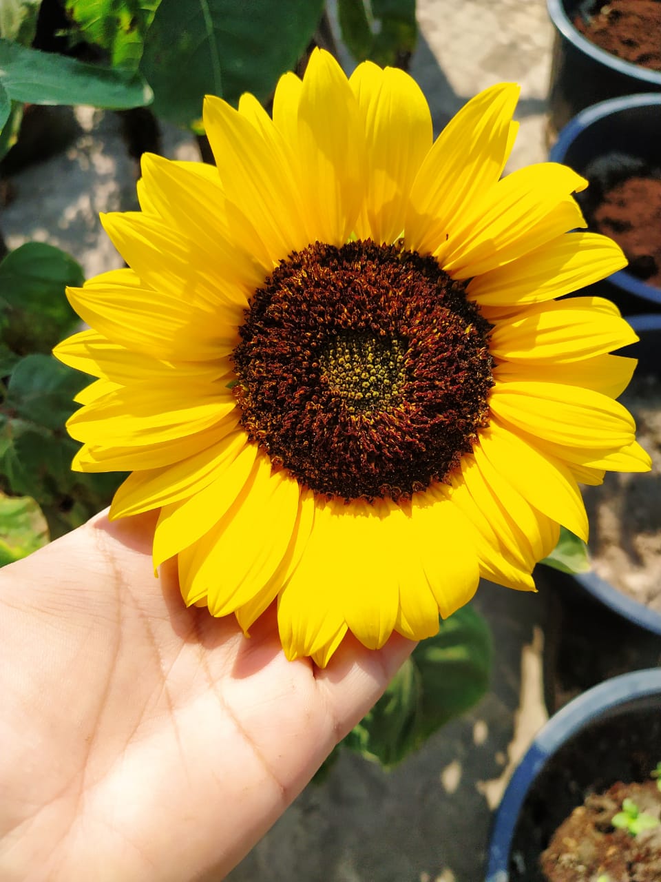 How to Grow Sunflower