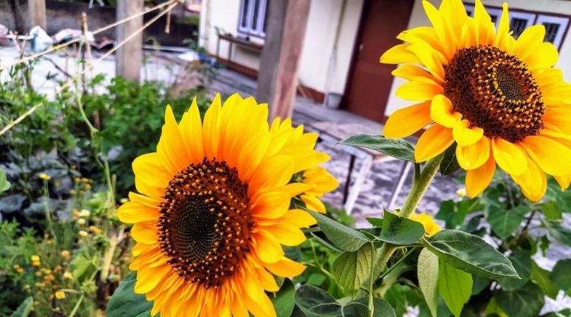 Grow Sunflower 
