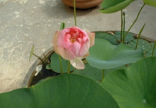 Grow Lotus