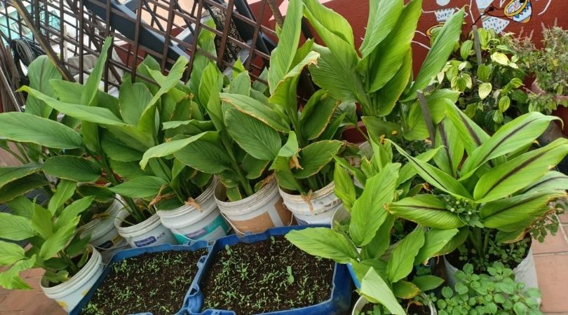 Grow Organic Turmeric