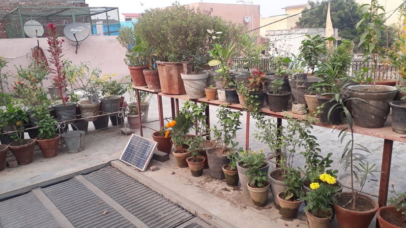 terrace gardening in delhi