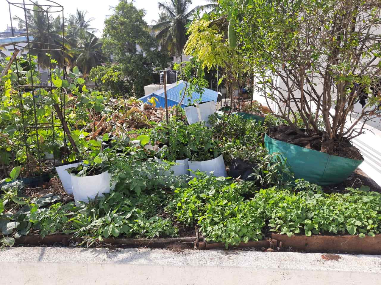 Bengaluru Man growing Vegetables
