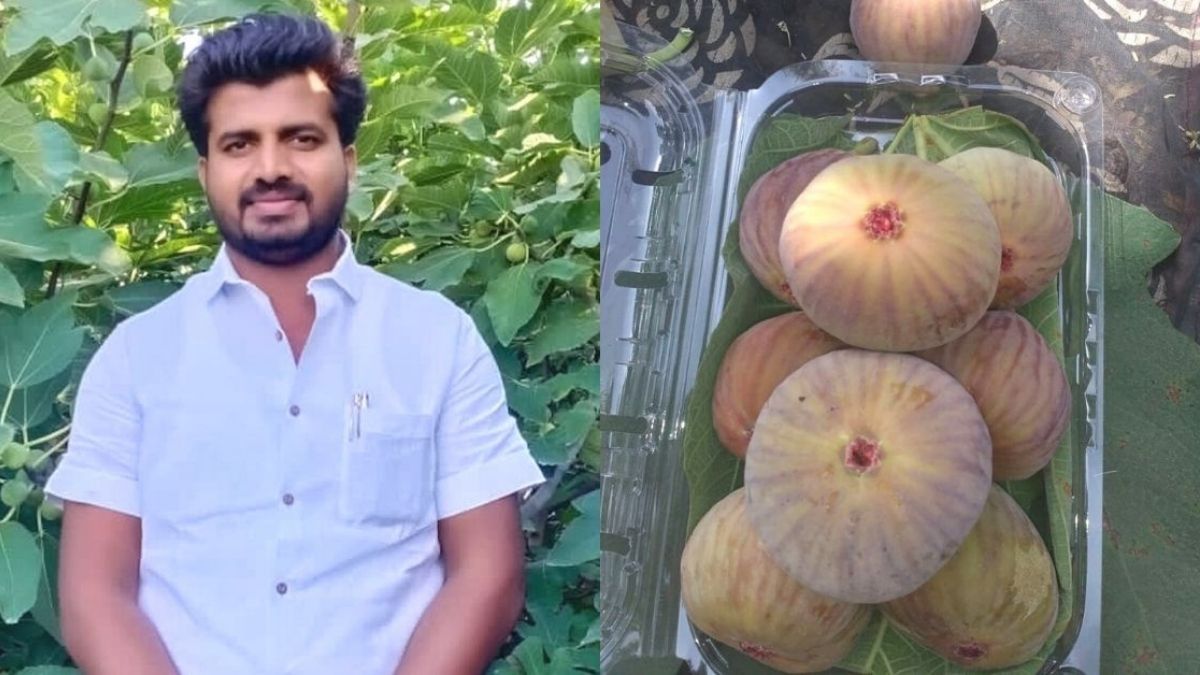 Maharashtra Man Growing Fig