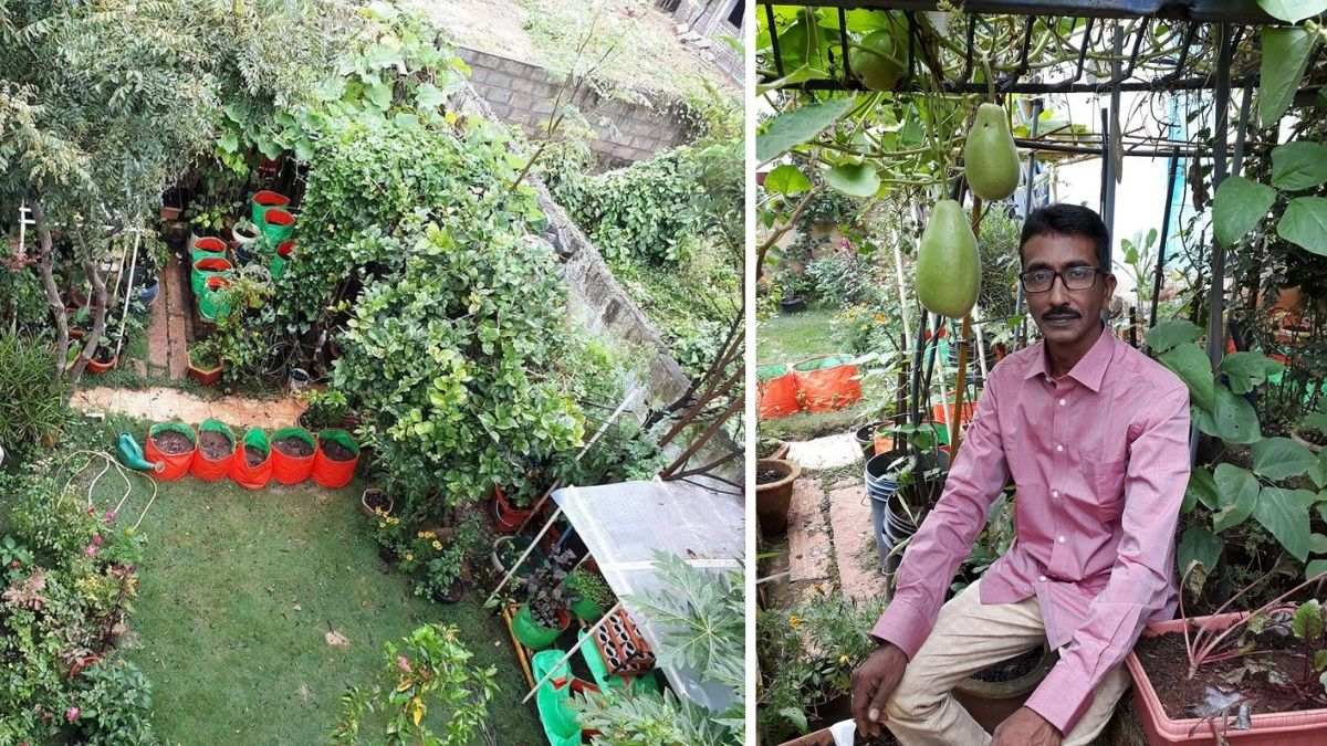 Bengaluru Man Growing Vegetables