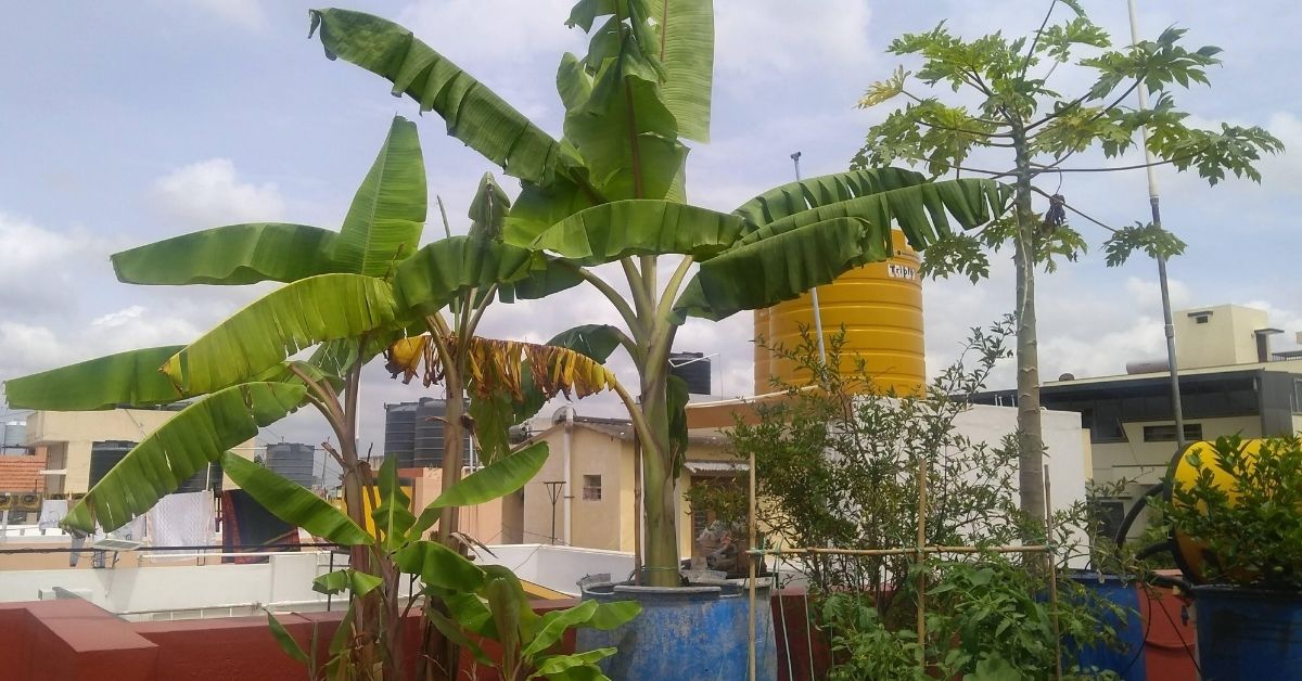 grow banana