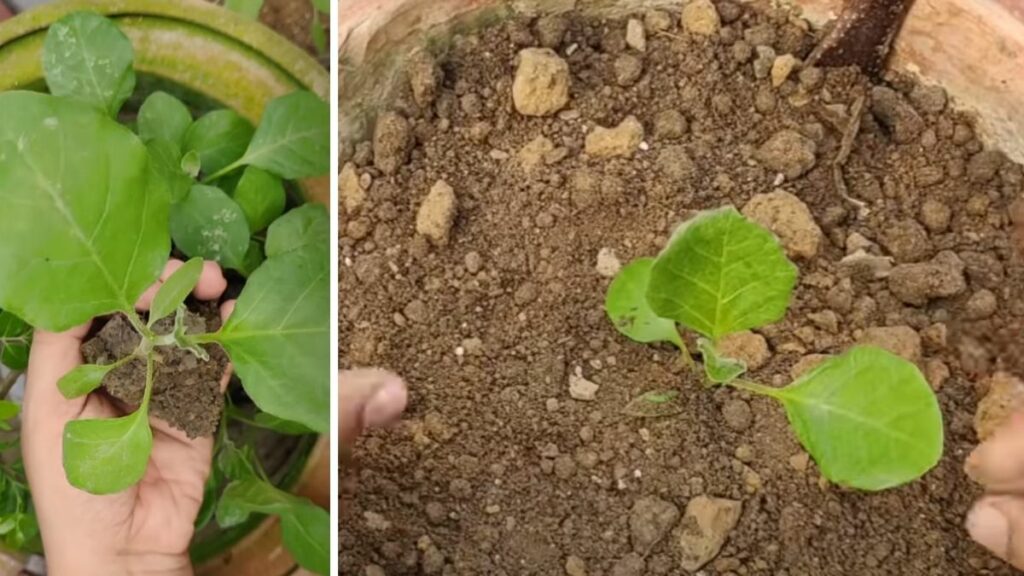 How to Grow Brinjal