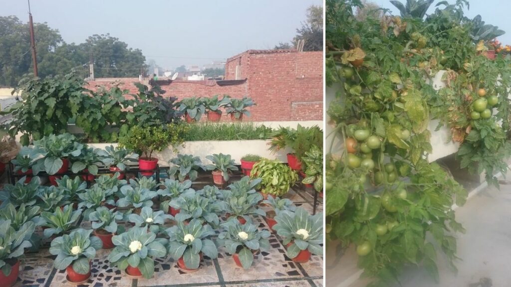 Varanasi Couple Growing Vegetables 
