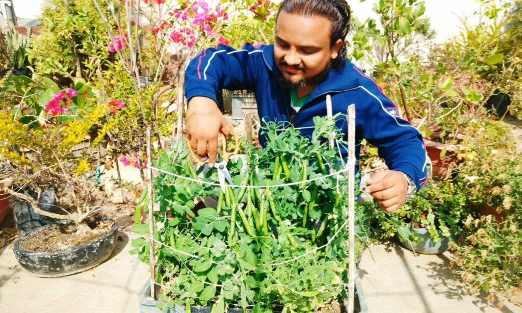 How to Grow pea plant