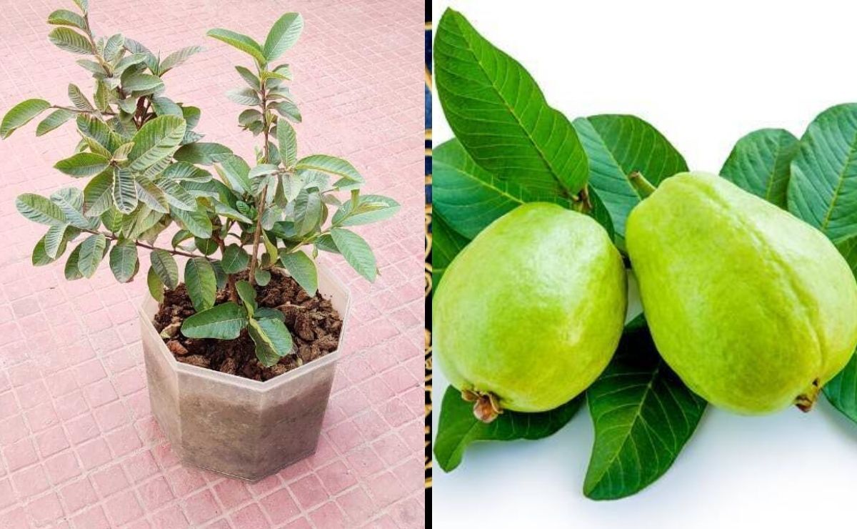 Grow Guava