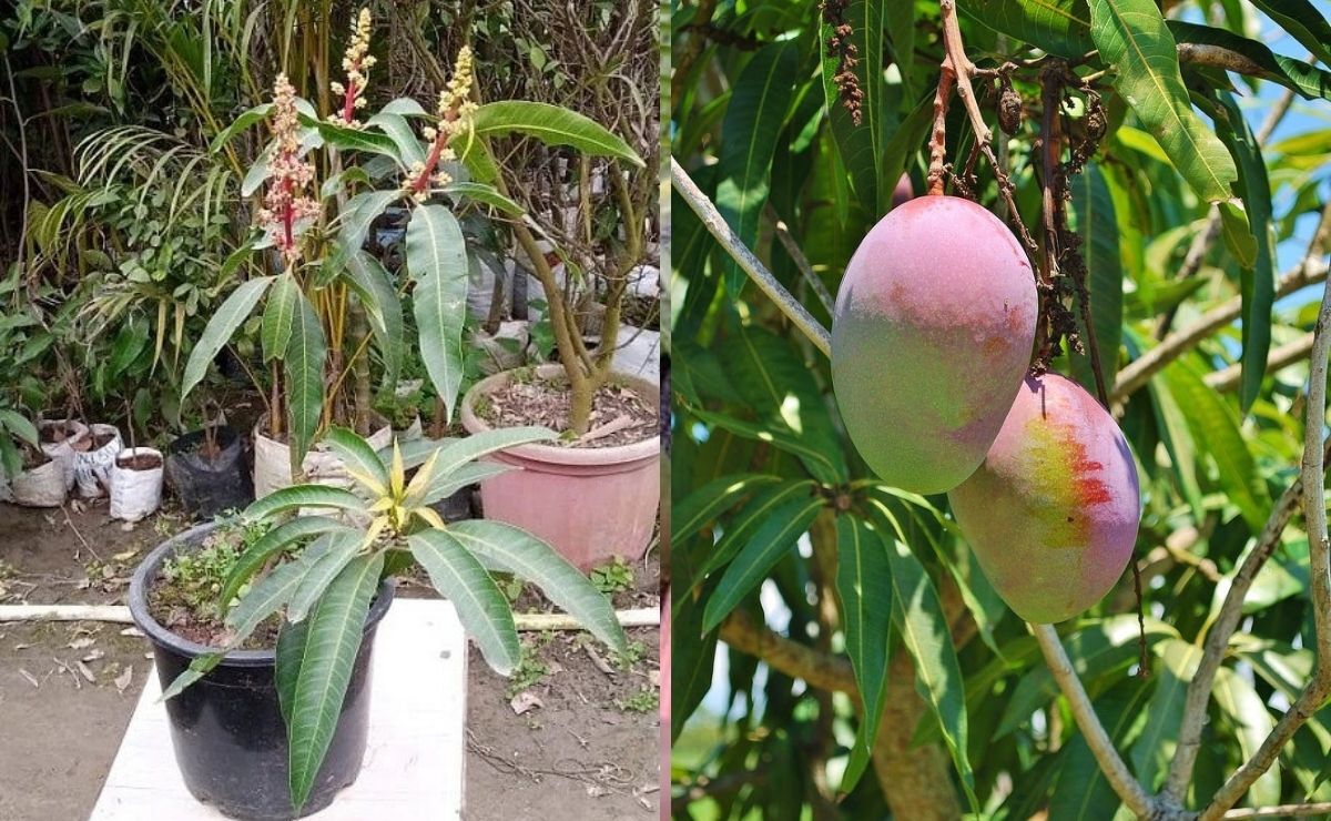 Grow Mango