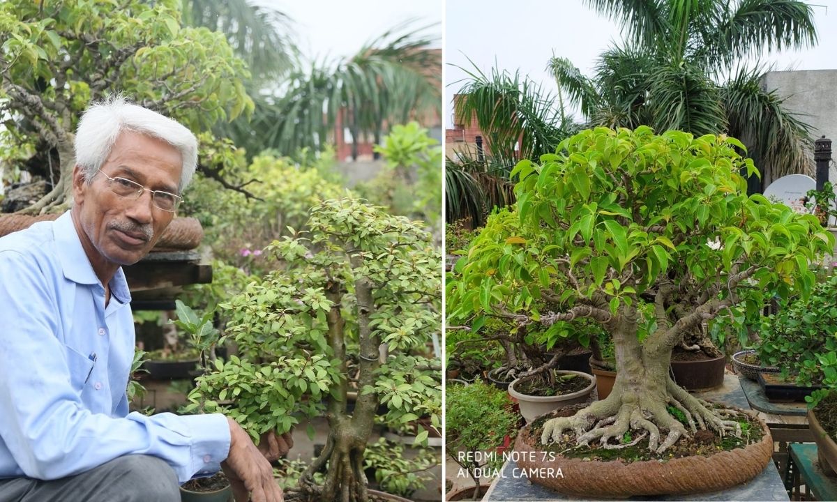 Mangat Singh Thakur grows Bonsai in Delhi