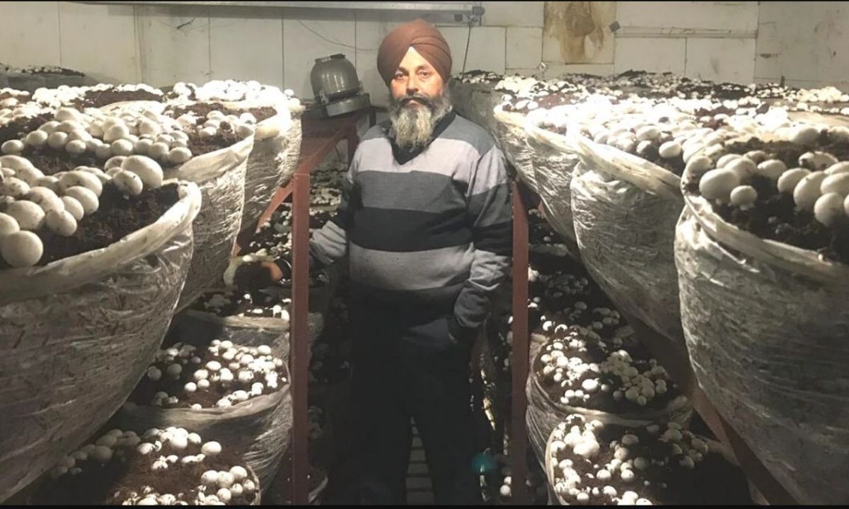 A farmer from Punjab Sanjeev Singh cultivating Mushrooms is among Top 10 farmers