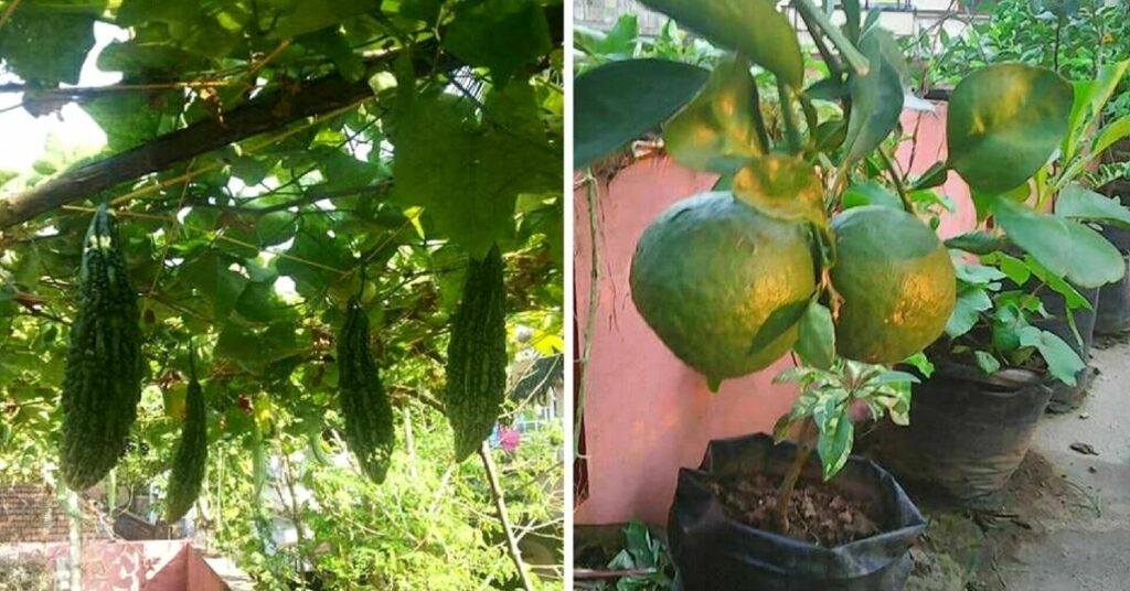 jackfruit in hindi