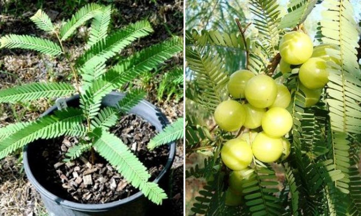 Amla Plant Can Be Grown in A Pot; Some Tips to Take Care of he Plant
