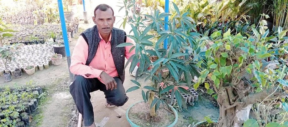Grow Mango