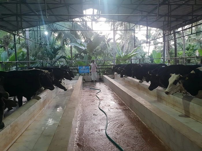  Dairy Farming