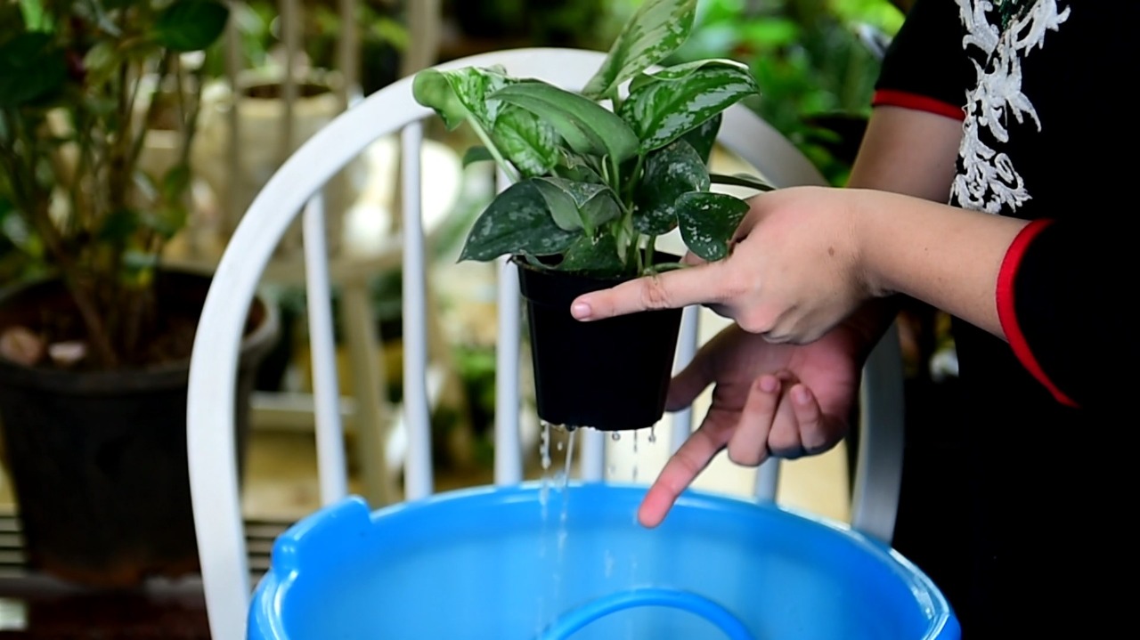 How To Water Plants