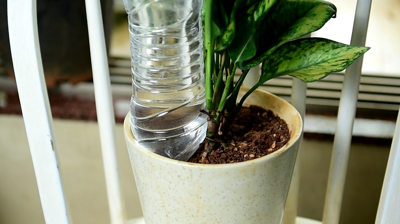 How To Water Plants