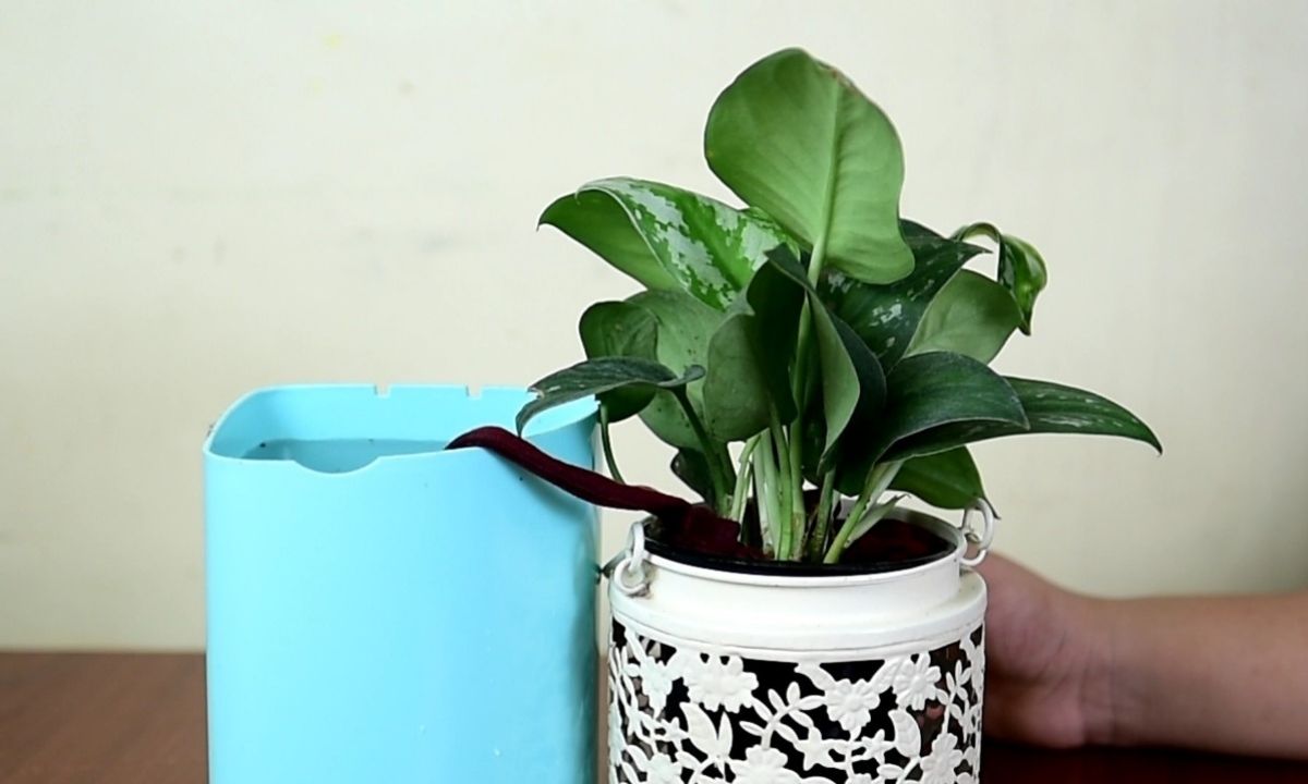 How To Water Plants When on Vacation